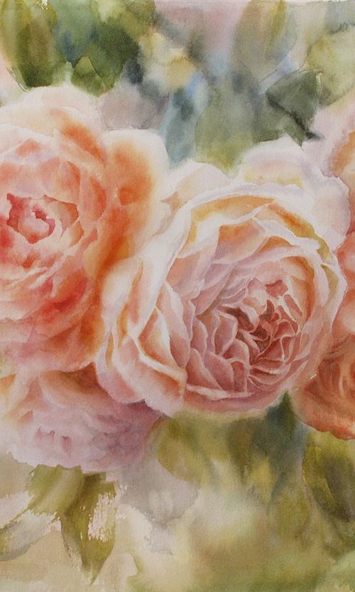 English roses by Svitlana Druzhko