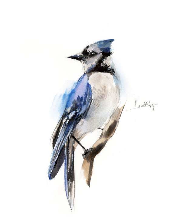 Blue jay birds watercolor painting 2 set