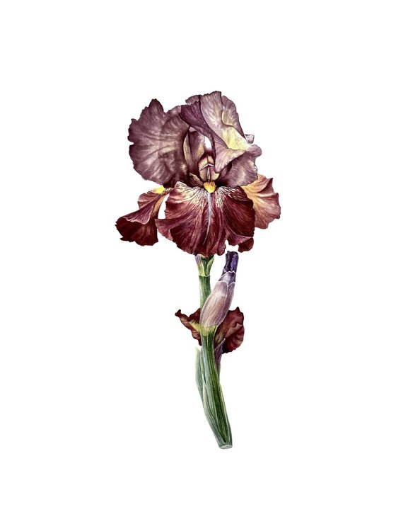 Burgundy iris flowers Painting