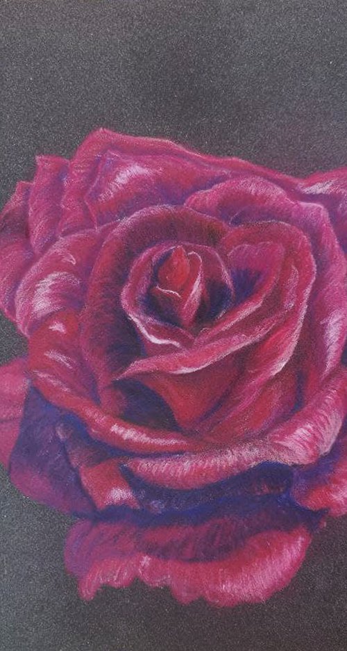 Perfect velvet burgundy rose by Oksana Siciliana