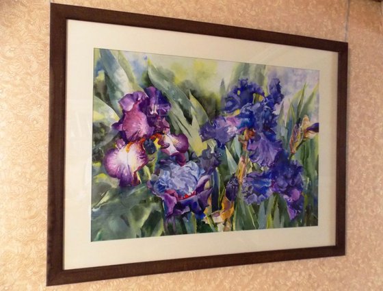 Irises in the garden #2