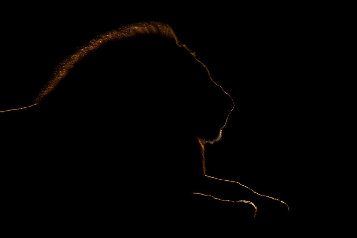 Photorealistic Animal Photograph By Nick Dale, 53 X 38", Going For Gold, Original Artwork