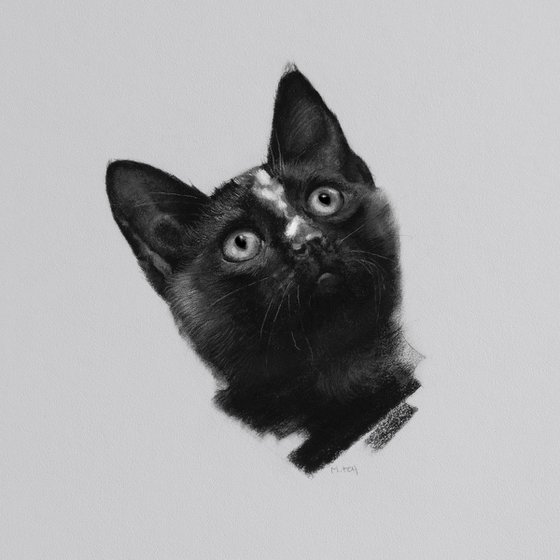 Cat Portrait Sketch