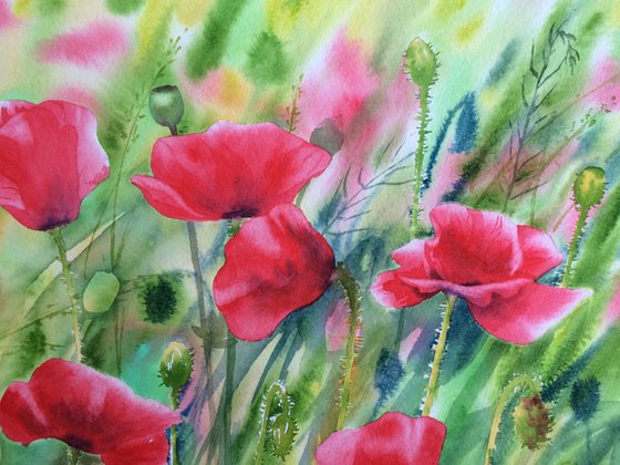 Poppies