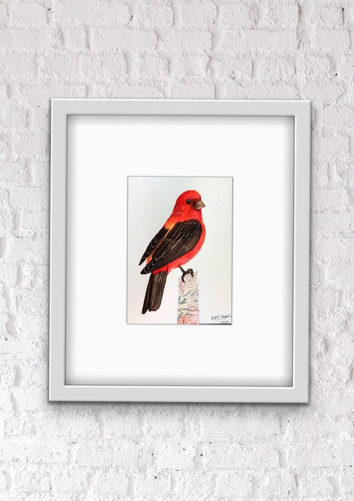 Scarlet Tanager by Ketki Fadnis