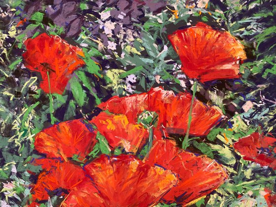 Poppy Border