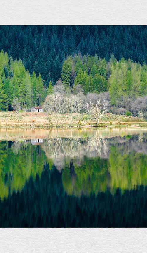 Forest Retreat by Lynne Douglas