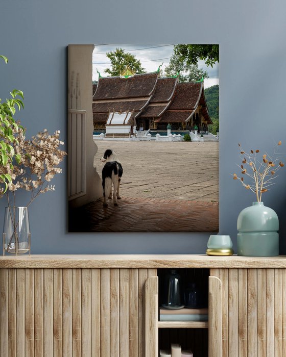 Temple Dogs of Laos No.4