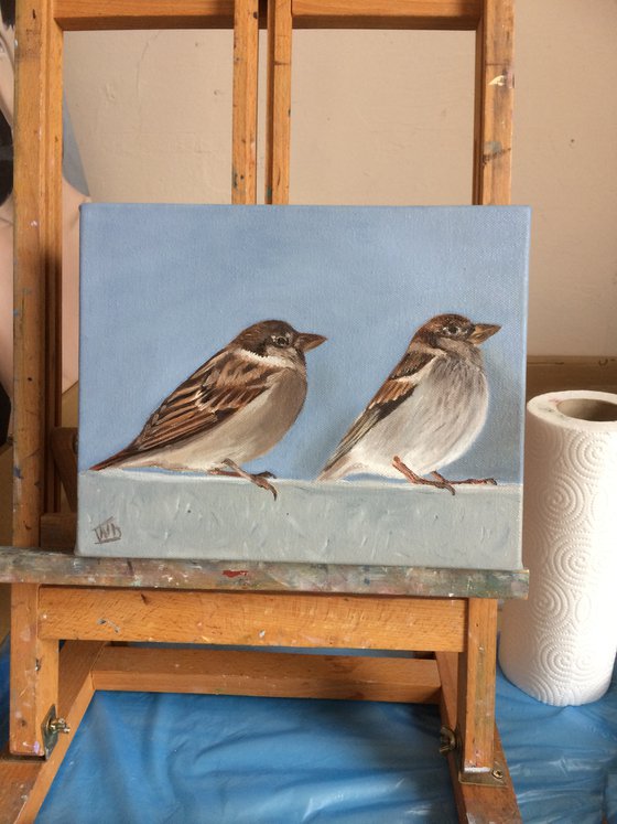 Young sparrows