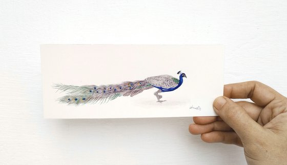 Peacock Miniature Art II