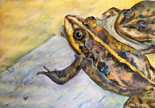 Two Frogs by Ksenia Lutsenko