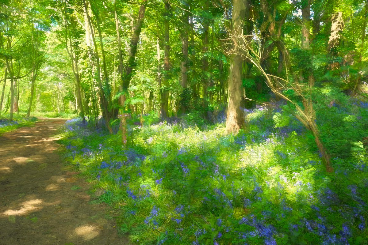 Woodland Walk by Martin  Fry