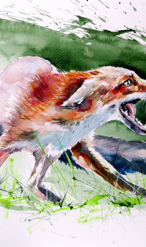 Red fox by Kovács Anna Brigitta
