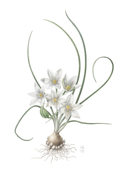 Ornithogalum refractum