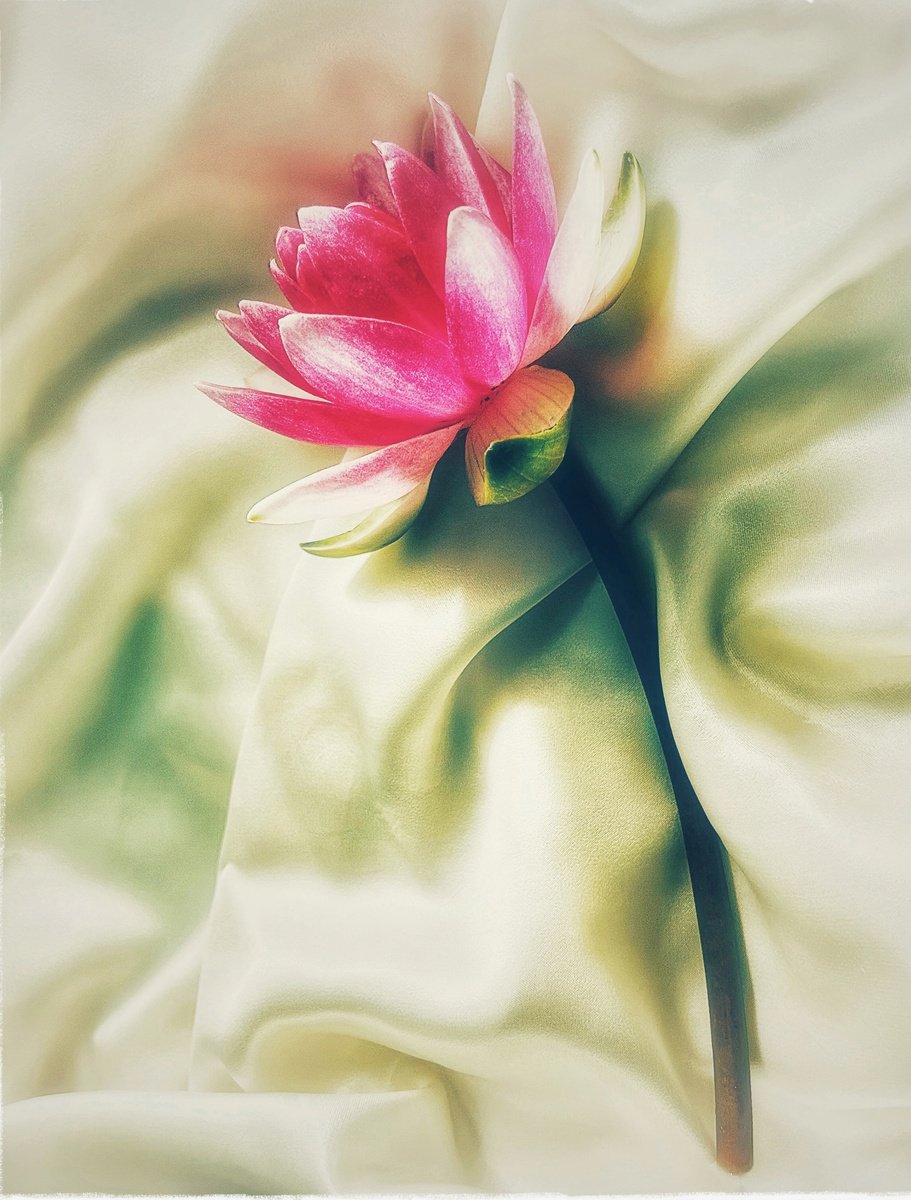 Expressive Botanical Photograph By Sarah Parsons, 8 X 8", Water Lily, Original Artwork
