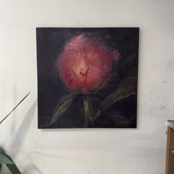 Pink peony