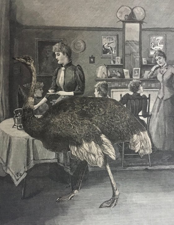 Tea with an Ostrich