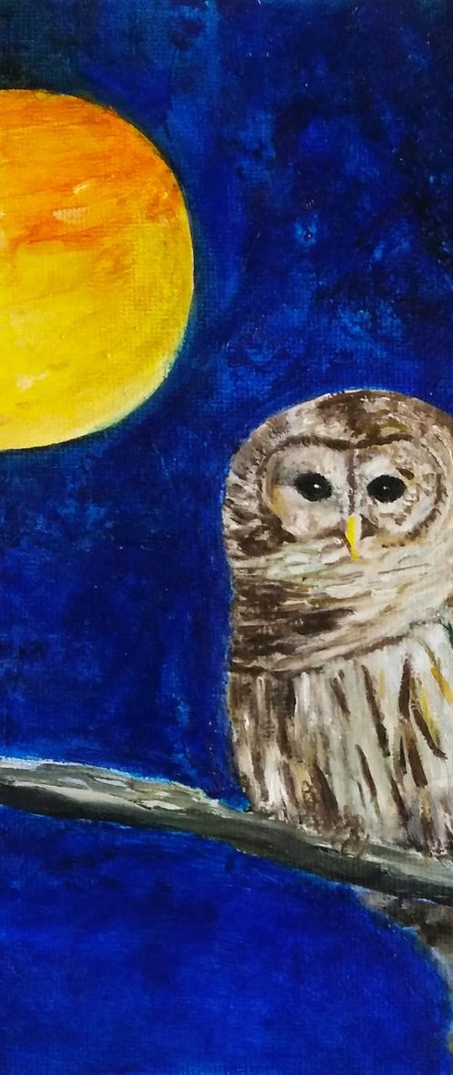 Little owl by Isabelle Lucas