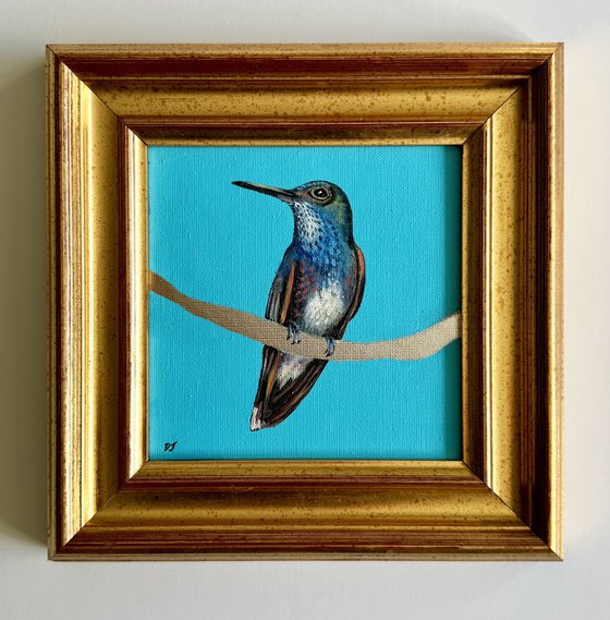Hummingbird White Belly