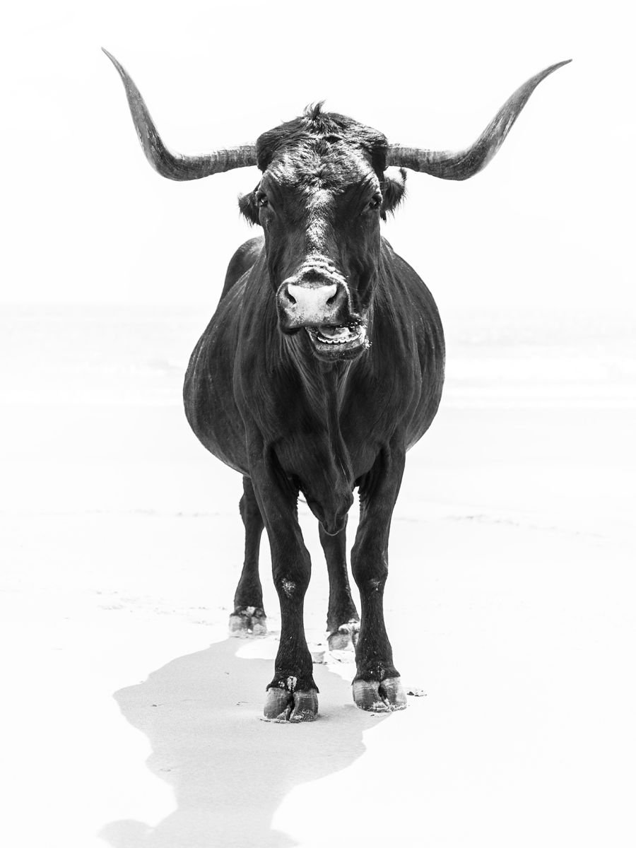 Photorealistic Animal Photograph By Andrew Lever, 30 X 40, The Bull, Original Artwork