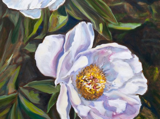 Peonies