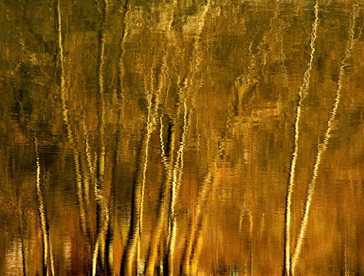 Impressionistic Botanical Photograph By Philippe Berthier, 26 X 20", Ondulation....., Original Artwork