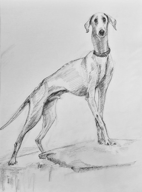 The Mudhol hound - Pet Dog Pencil sketch