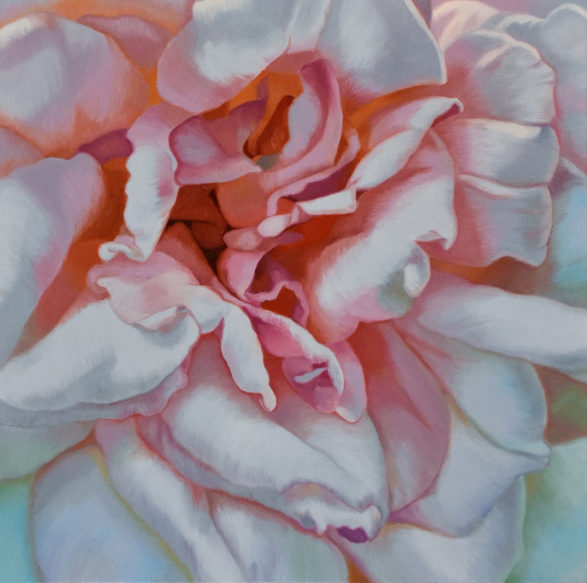 Morning Rose by Chloe Hedden