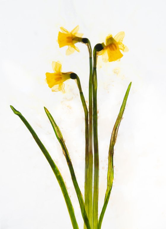 Daffodills 3