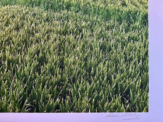 Sea of Wheat