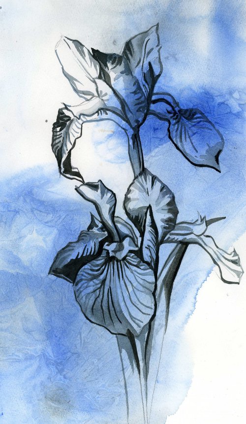 iris in blues watercolor floral by Alfred  Ng