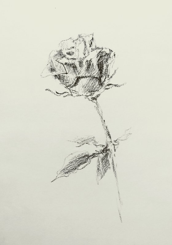 Rose. Original pencil drawing