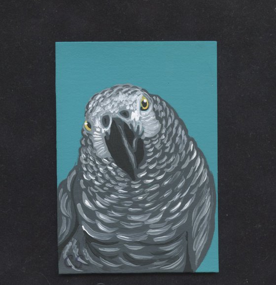 ACEO ATC Original Miniature Painting African Gray Parrot Pet Bird Art-Carla Smale