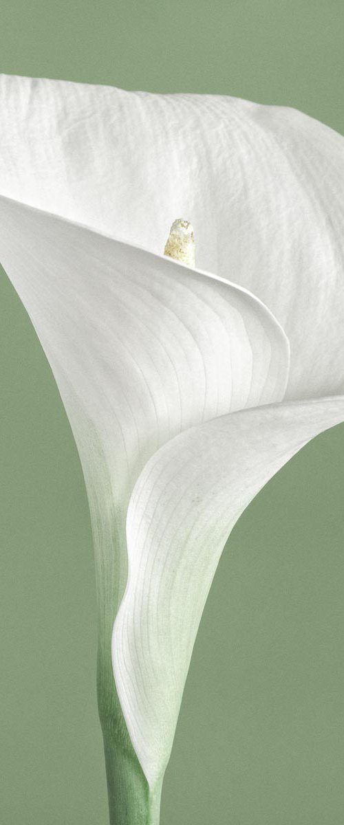 Calla Lily III by Paul Coghlin