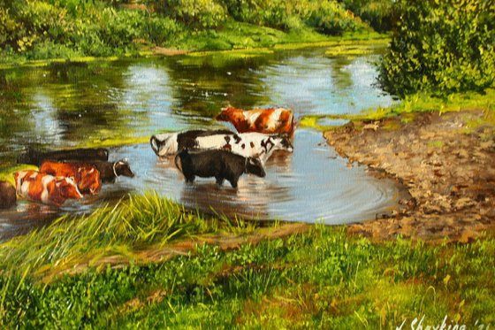 Cows