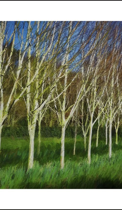 Silver Birch Trees by Martin  Fry