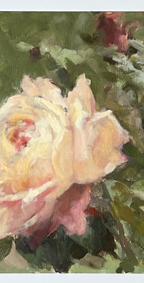 Study of a Peach Rose by Simon Zekaria