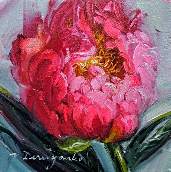 Small oil painting original framed art Hot pink peony flower 10x10 cm