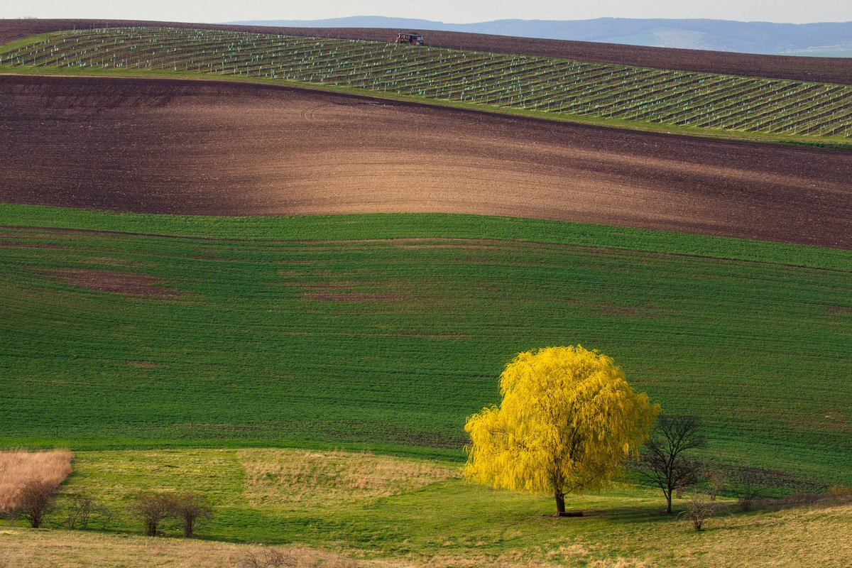 Photorealistic Landscape Photograph By Pavel Oskin, 35 X 24", The Yellow Tree, Original Artwork