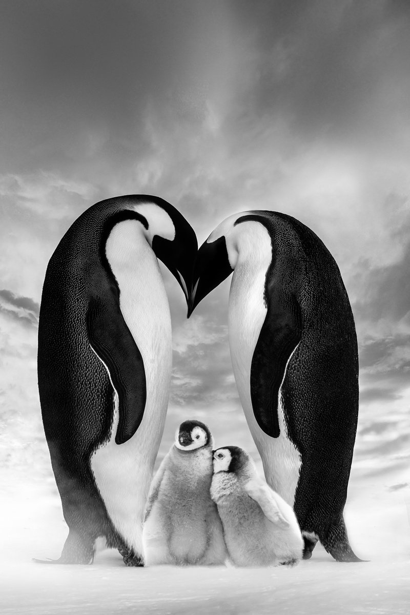 FAMILY BLISS...Limited Edition Penguin Family Photo Made in Antarctica by Harv Greenberg