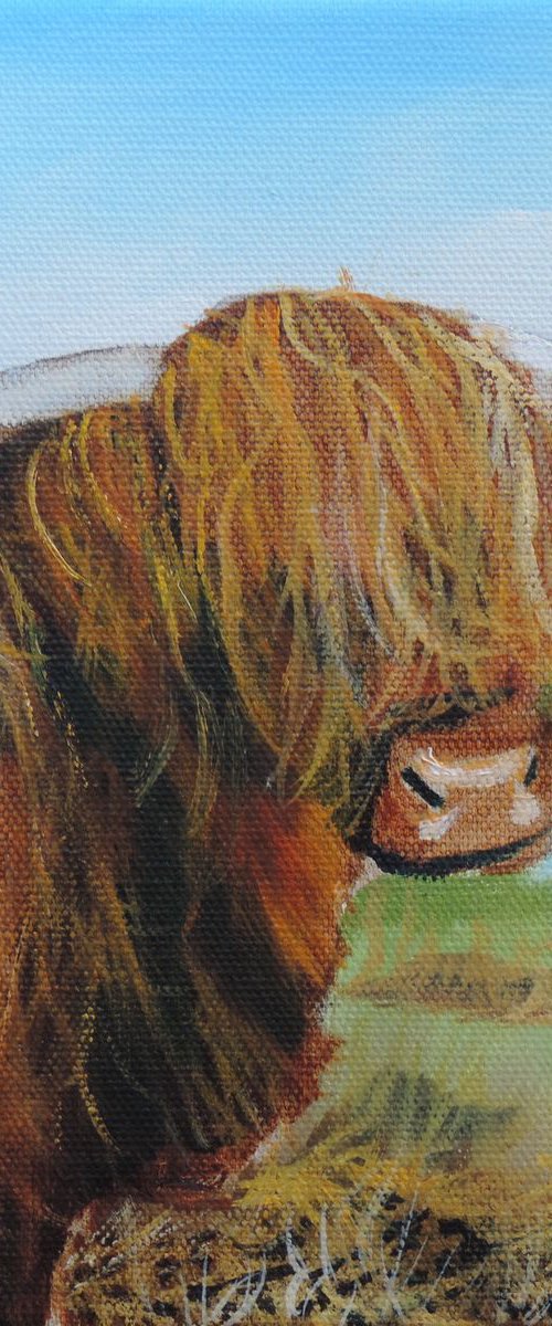 Highland cow by Gordon Bruce