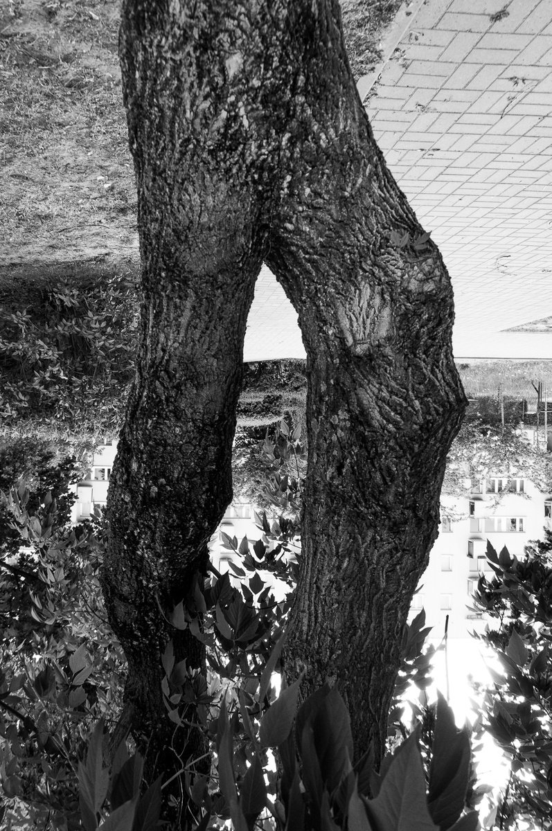 Legs, part II (from Trees set) by Adam Mazek