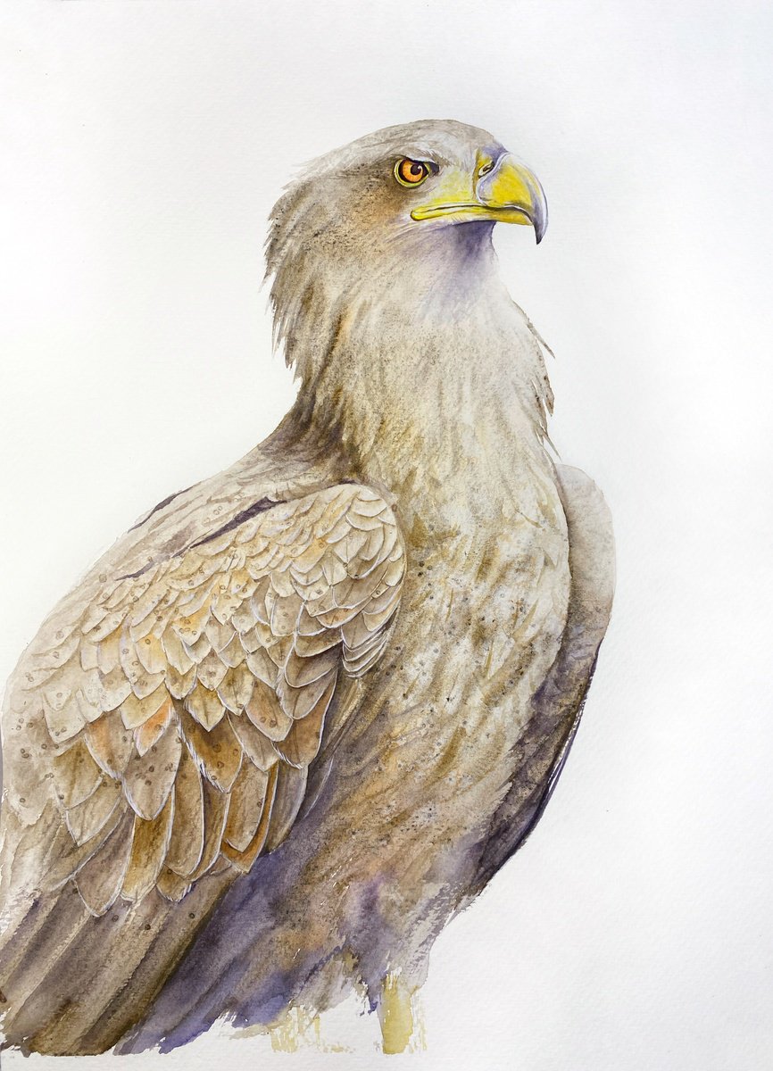 Photorealistic Animal Watercolour By Tetiana Savchenko, 12 X 17", Watchful Buzzard Bird Portrait, Original Artwork