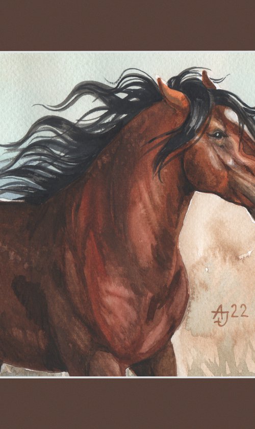 Mustang by Jolanta Czarnecka