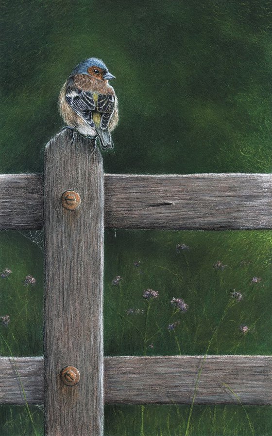 Original pastel drawing bird "Common chaffinch"