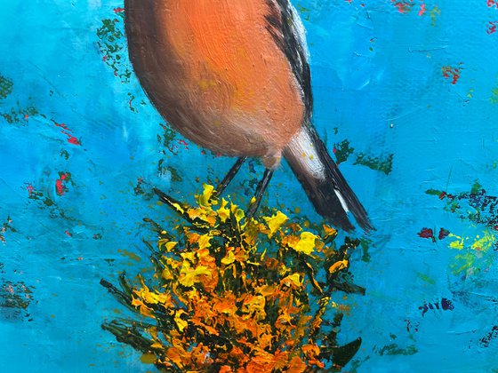 Sonechat on Gorse