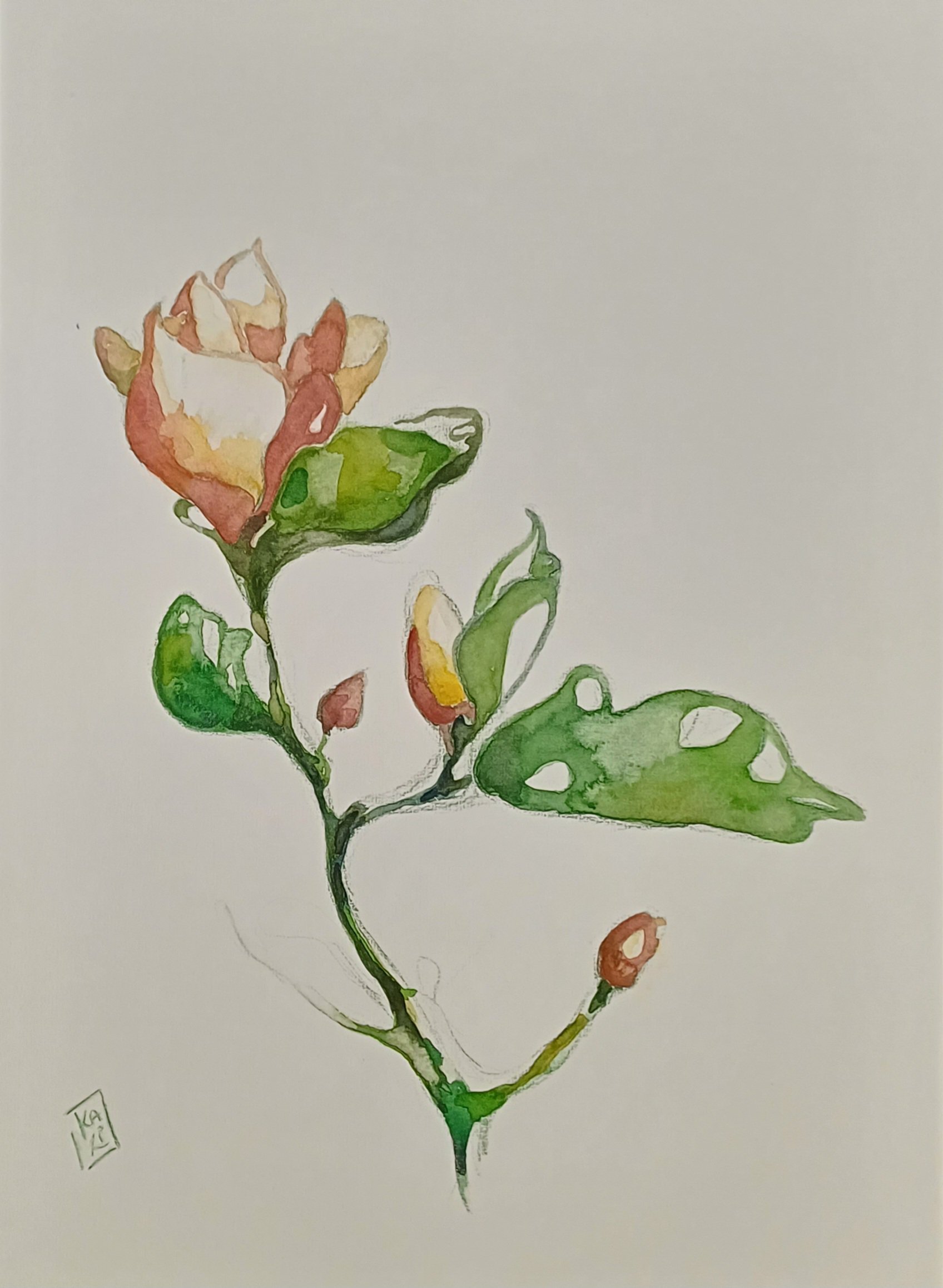 Impressionistic Botanical Charcoal Drawing By Karin Lichtenegger, 11 X 17", Magnolia, Original Artwork