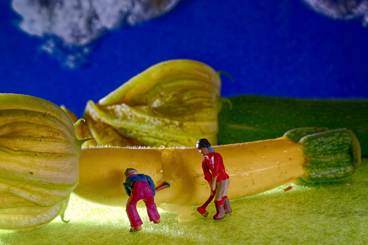 Organic Abstract Photograph By Marc Ehrenbold, 40 X 30", Courgette Flower, Original Artwork