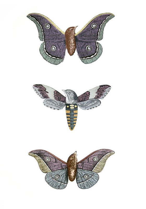 Metamorphic Moth-birds