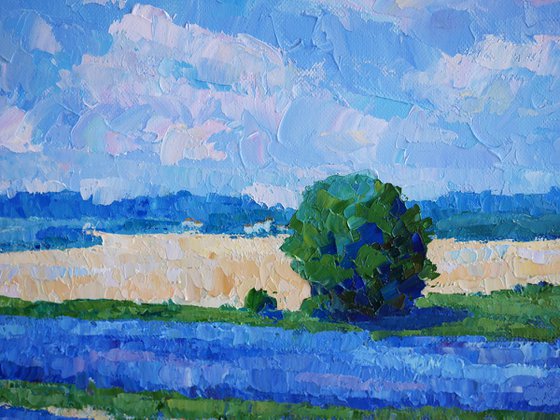 Lavender in Provence